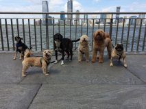 8 pups NYC